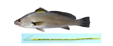 Image: Mick Fletoridis